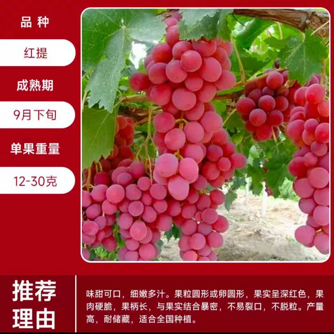 3年阳光玫瑰蓝宝石妮娜皇后寒香蜜葡萄苗盆栽地栽南北方种植果树