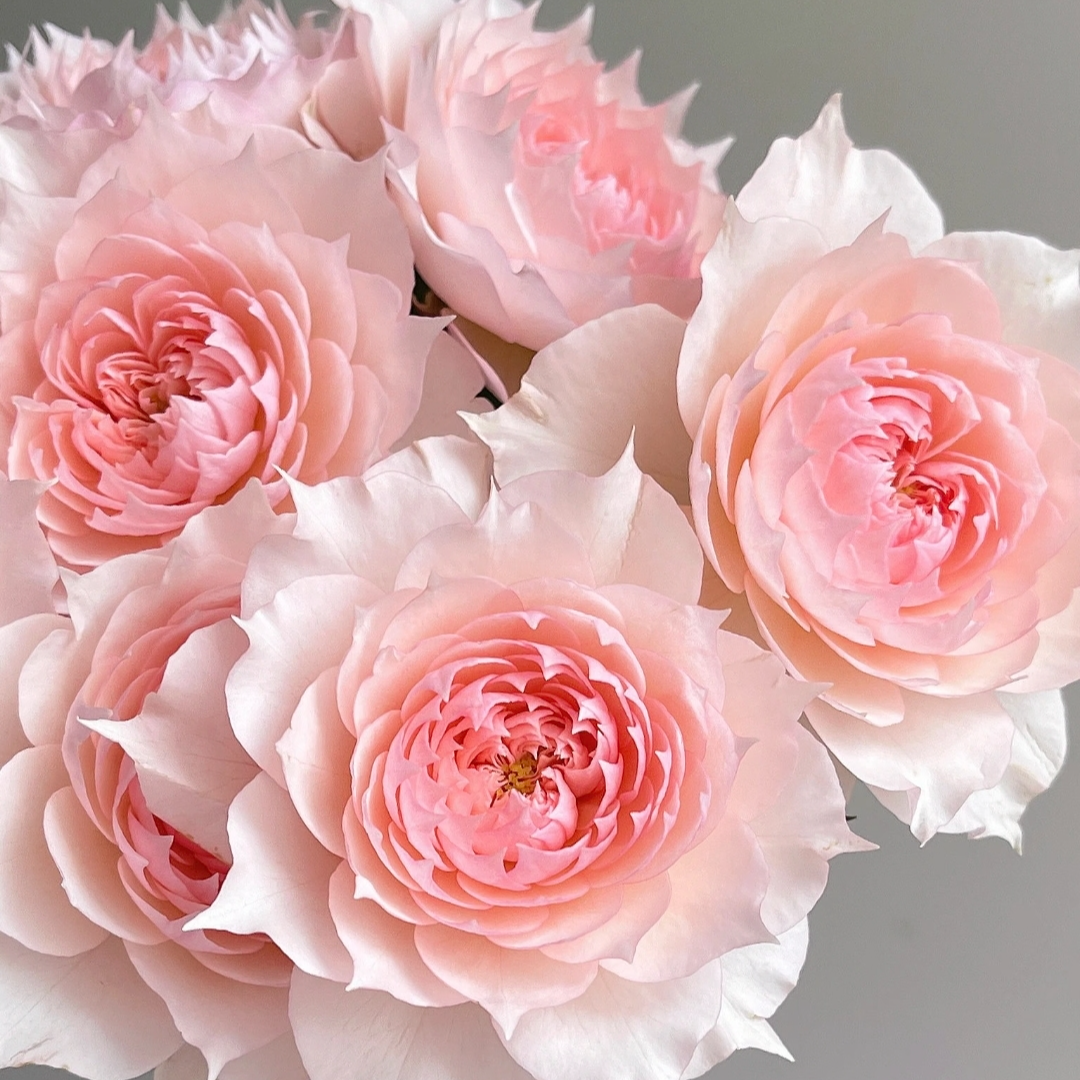 昆亚花园莫妮卡戴维露天成都露天月季独杆独颗扦插原盆原土盆发货