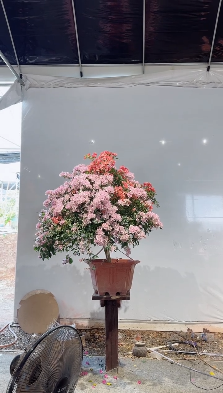 【闪购商品】盆景卡亚塔&丽娜