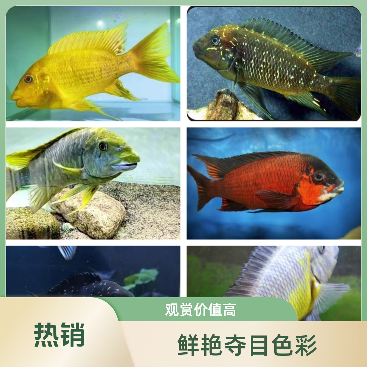 黄龙王绿龙王红龙王珍珠龙王法姆拉龙王三湖慈鲷热带淡水观赏鱼