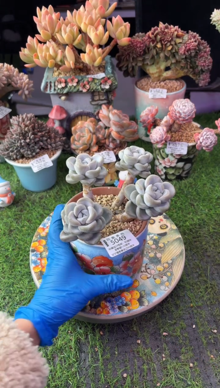 昆明印象多肉5049