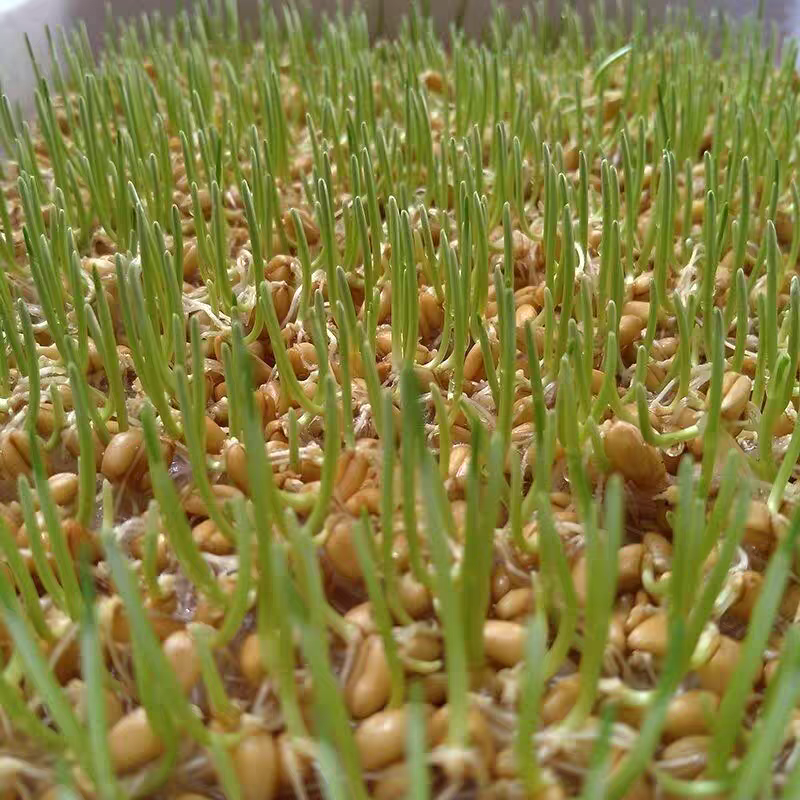 云南土特产山货手工麦芽糖稀