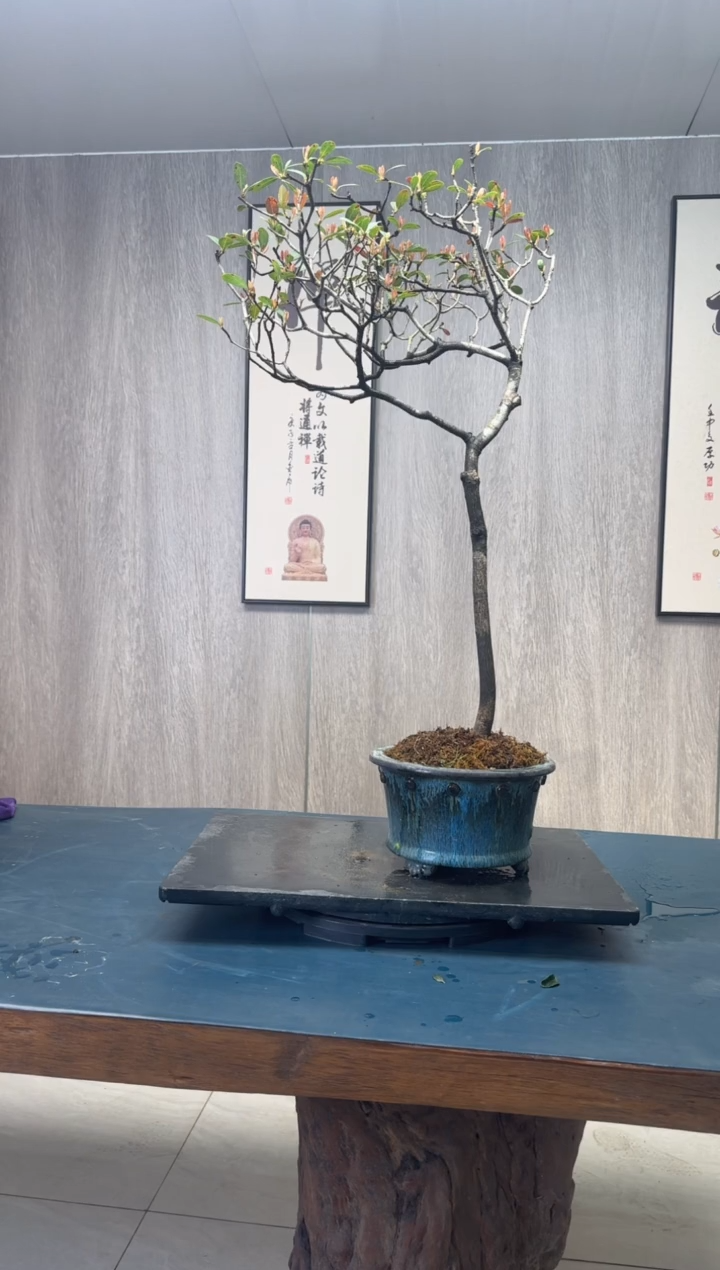 【闪购商品】盆景春花