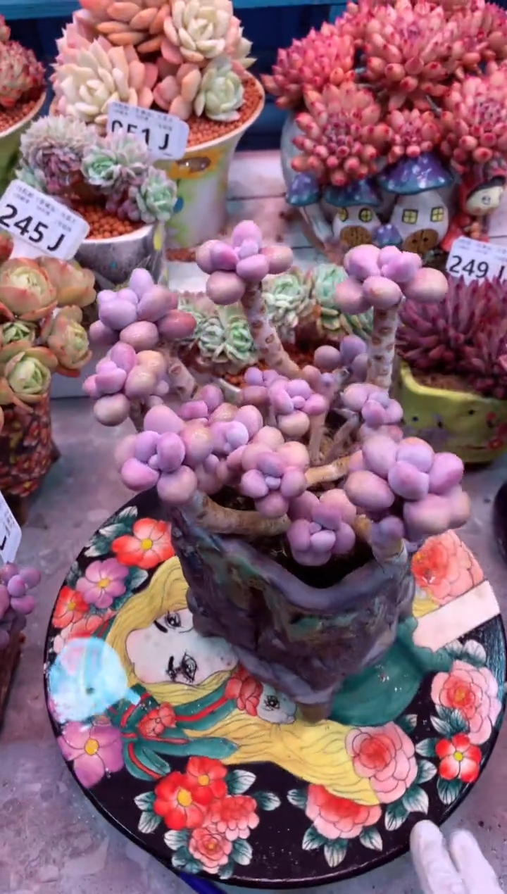 丸叶桃蛋444J（一物一拍，精品多肉，w所见即所得 ）