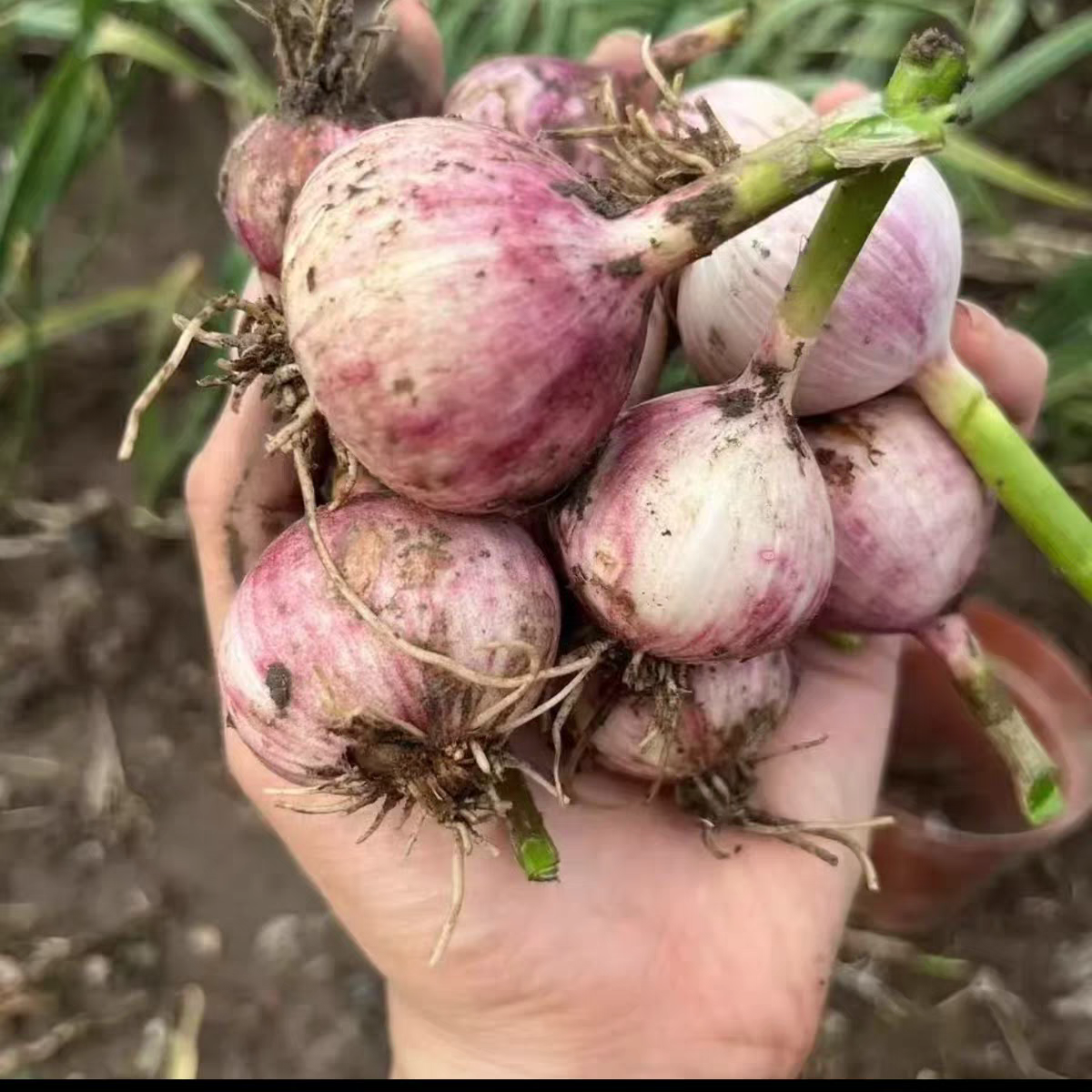 【俊峰专属】东北黑龙江小园农家自种新鲜独头蒜紫皮蒜