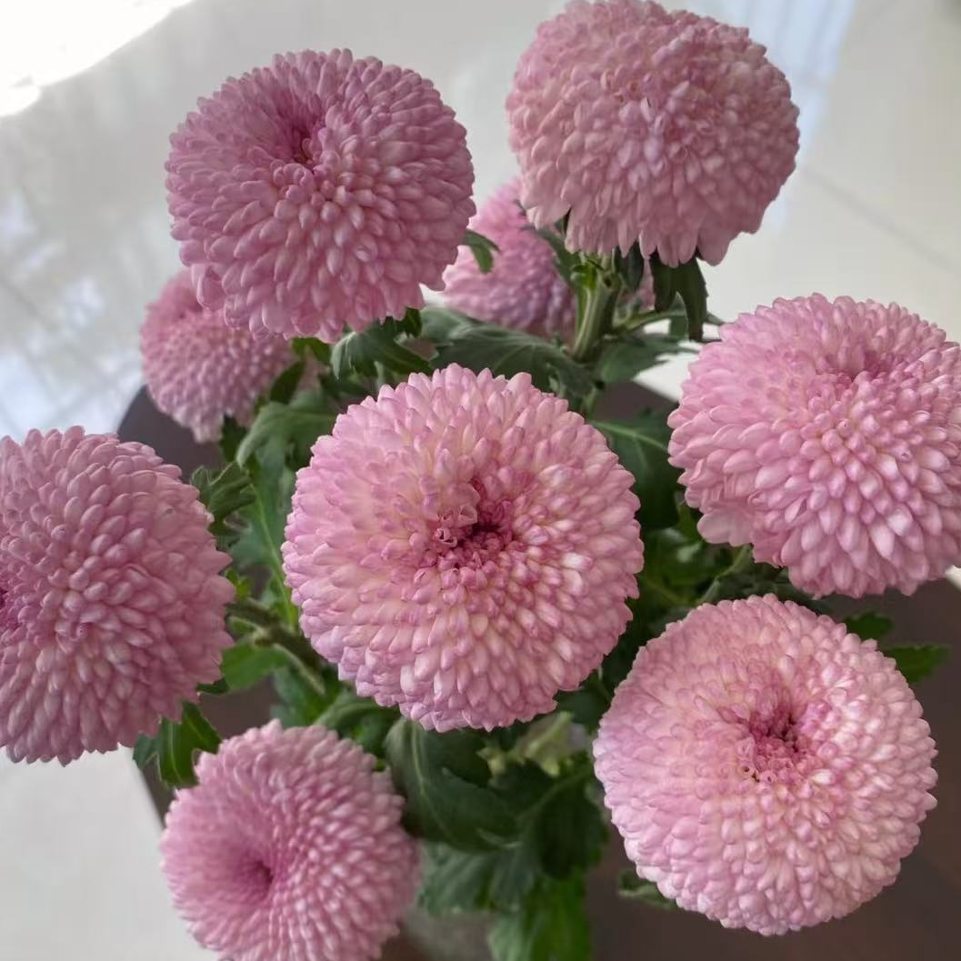 【云季花鲜】乒乓菊全场全场鲜花1单包邮2单冷链3单顺丰