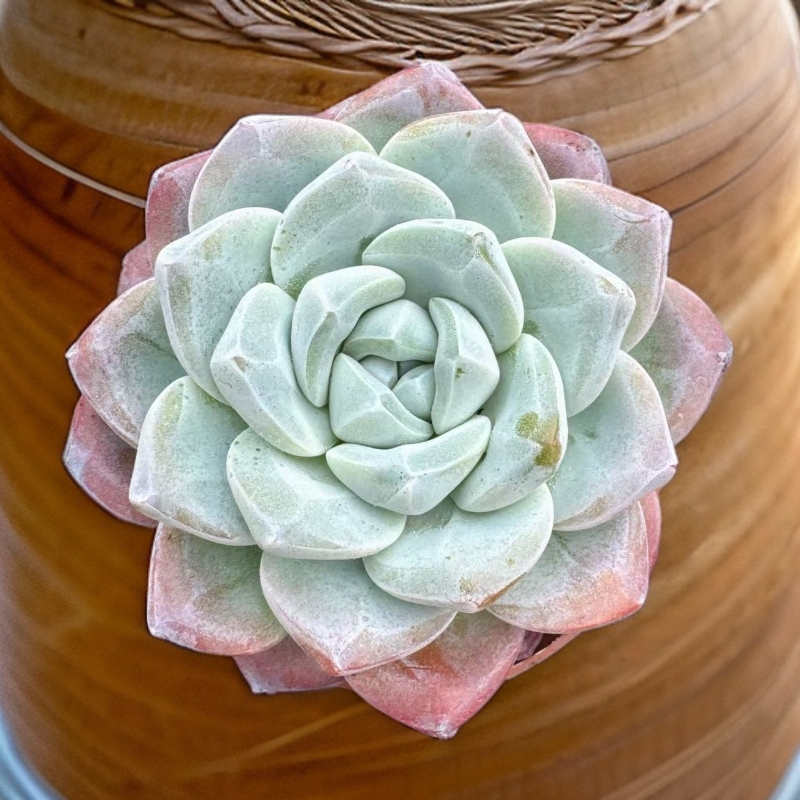 （钻石老冰玉）满19包邮。多肉植物以直播间实物为准