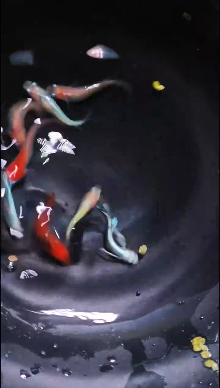 青鳉鱼观背青鳉015