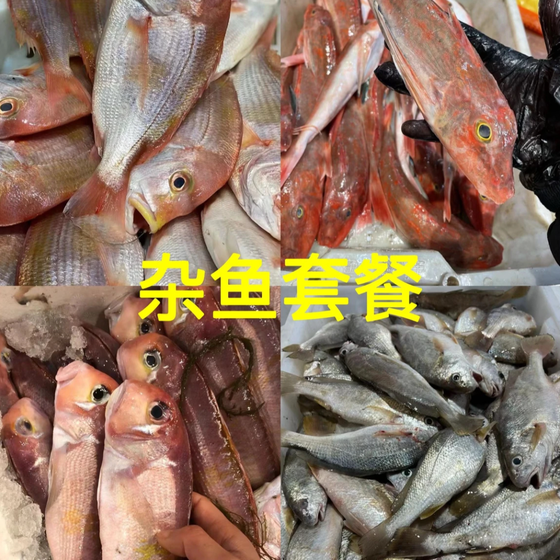 湛江野生杂鱼  一斤12-15条左右 抽真空速冻发货