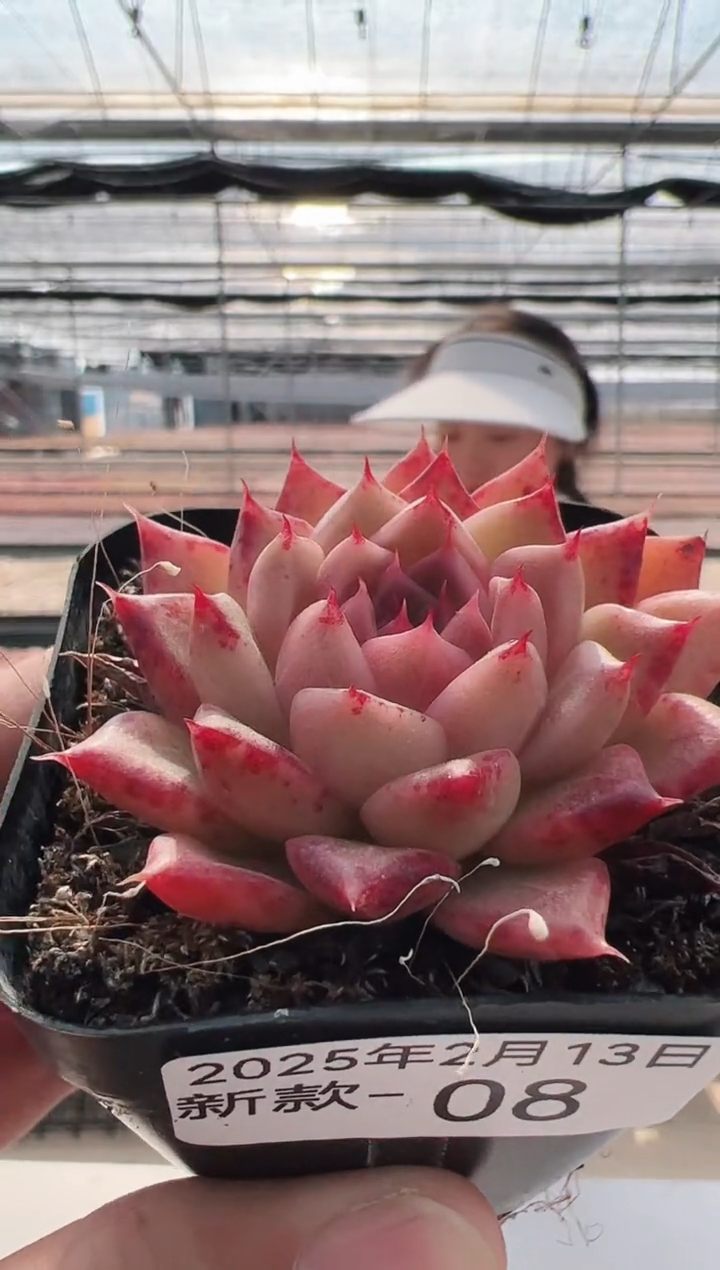 【闪购商品】新款多肉-8