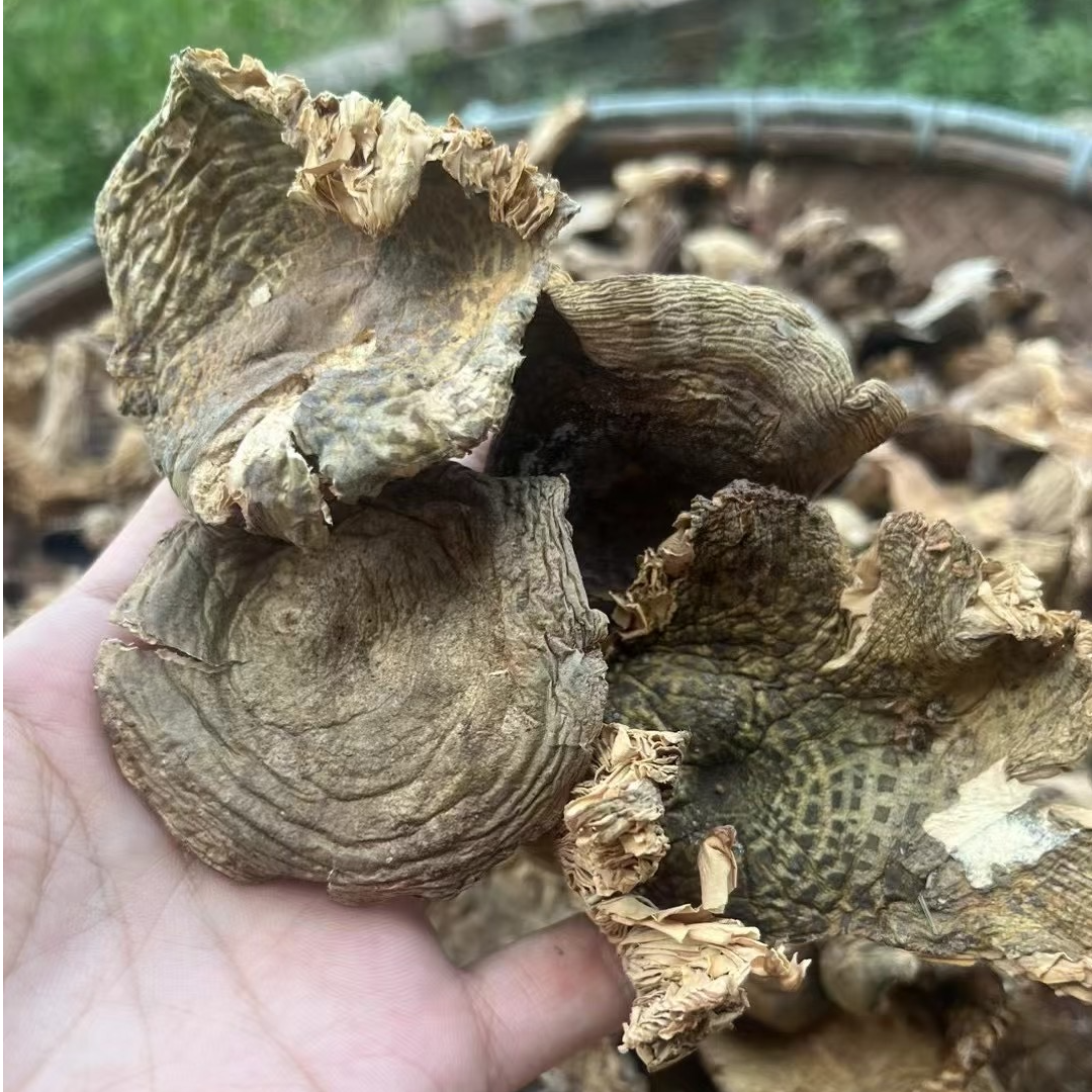 农家精选野山菌（绿头菌）爆炒（少许碎渣、长虫属正常现象，介意慎拍）