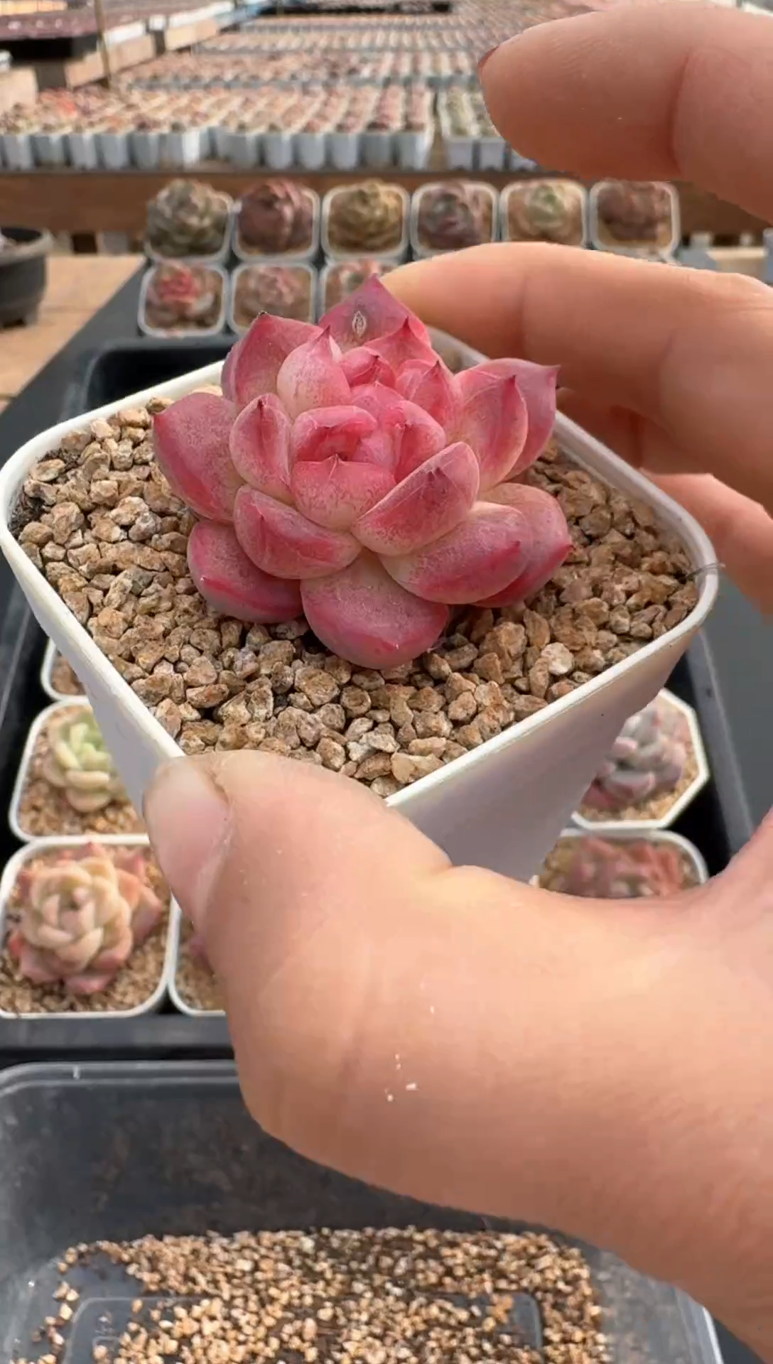 【闪购商品】895E号一物一拍多肉花卉植物3颗起发