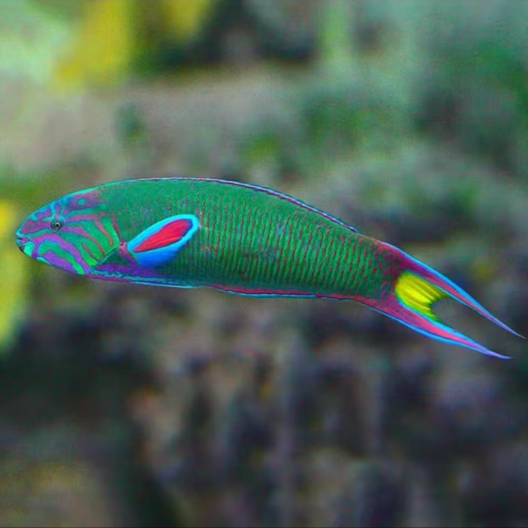 花面青龙海水鱼售后需拍开箱视频（免包装费）