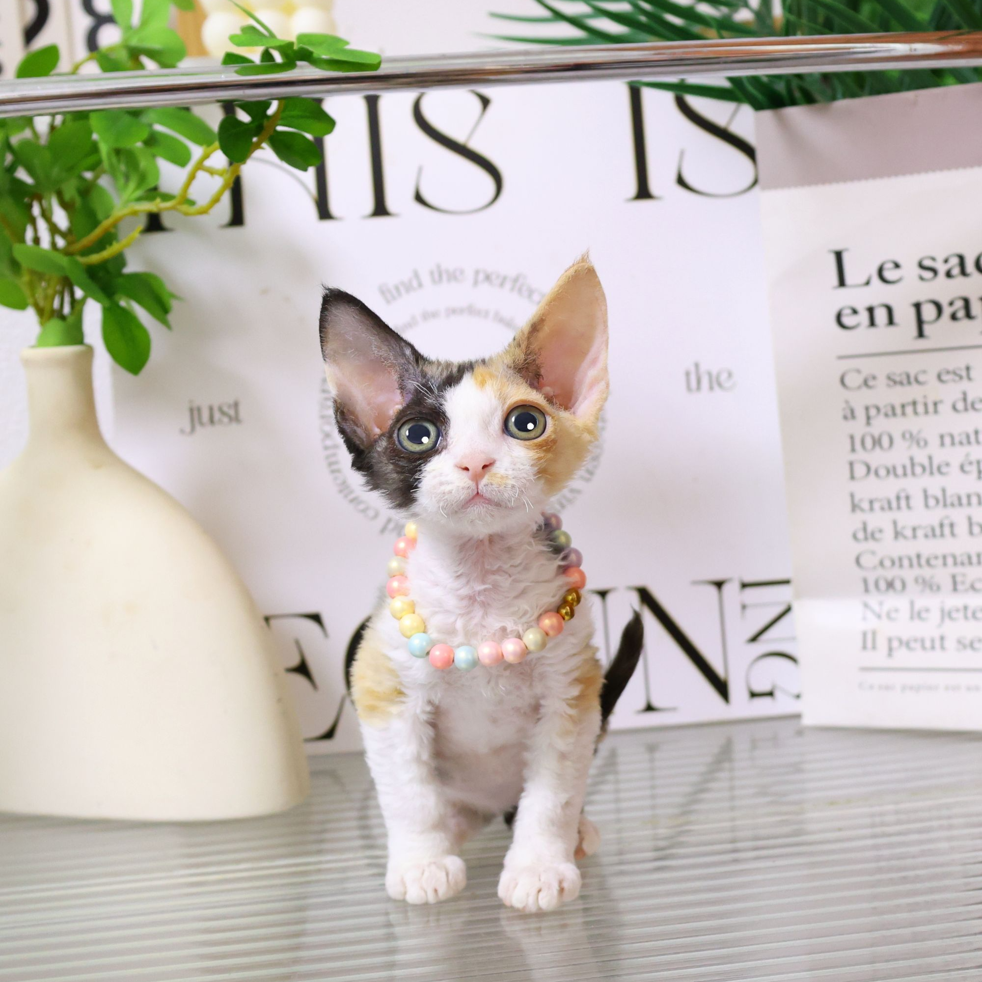 【蔚蓝家】德文卷毛猫三花开里妹妹-小雅