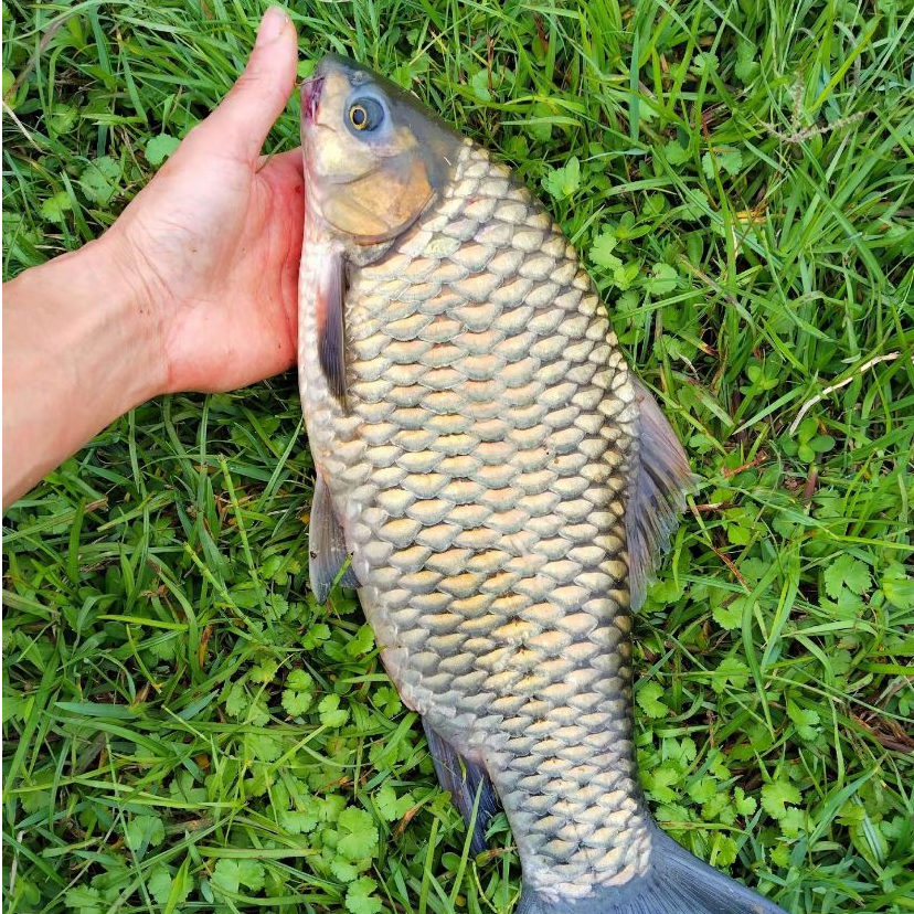 鲜活淡水鱼清波鱼 耐低氧  肉质细嫩