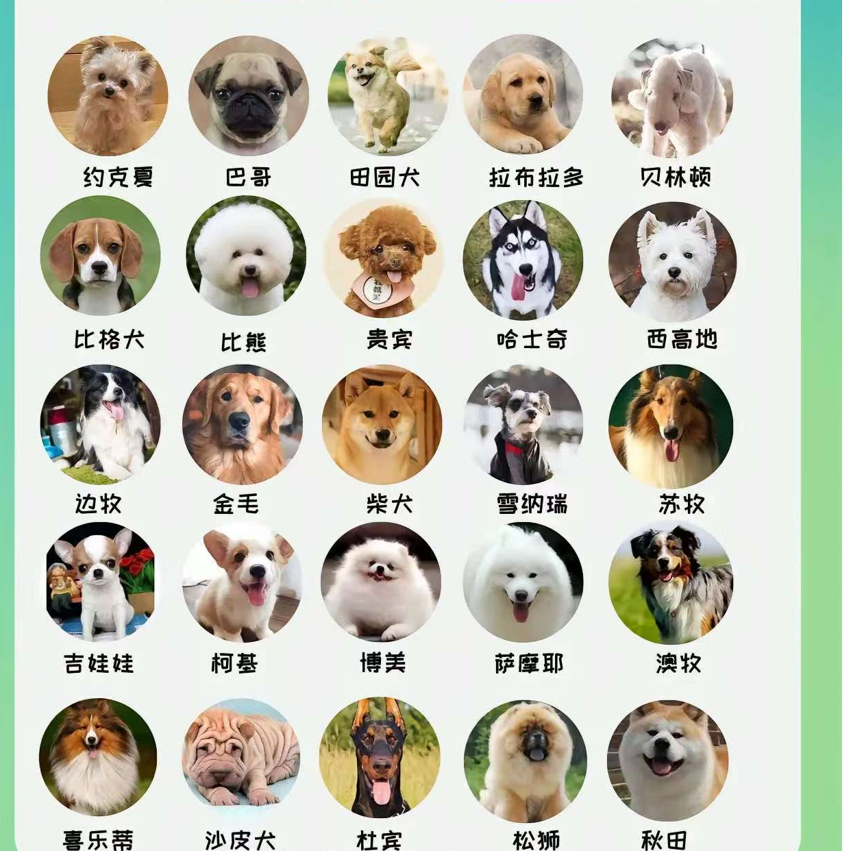 （山东诸城宠物犬批发）T狗狗活体