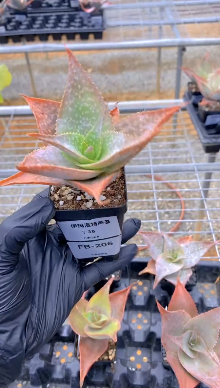 【闪购商品】伊玛洛特FB-206