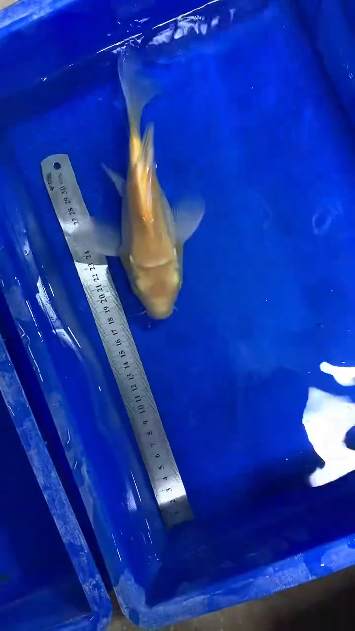 蝴蝶鲤鱼蝴蝶鲤直播选鱼专用链接