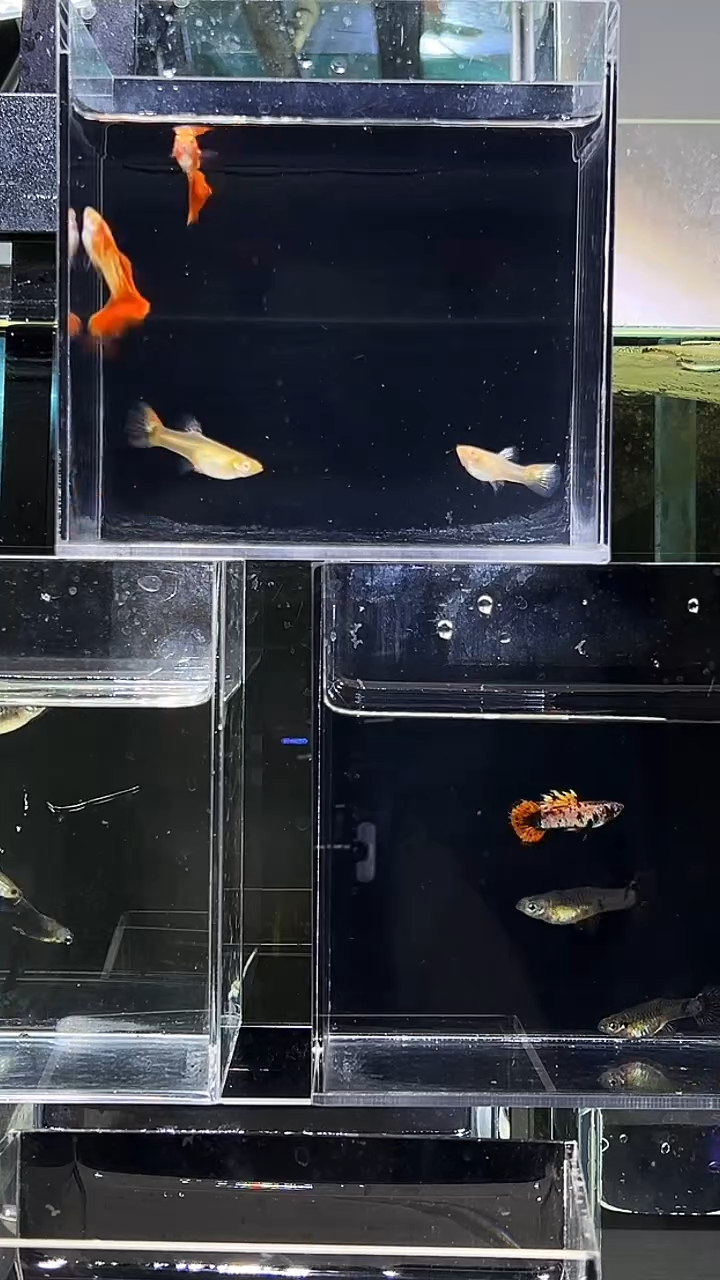 孔雀鱼黄金钾孔雀鱼两对