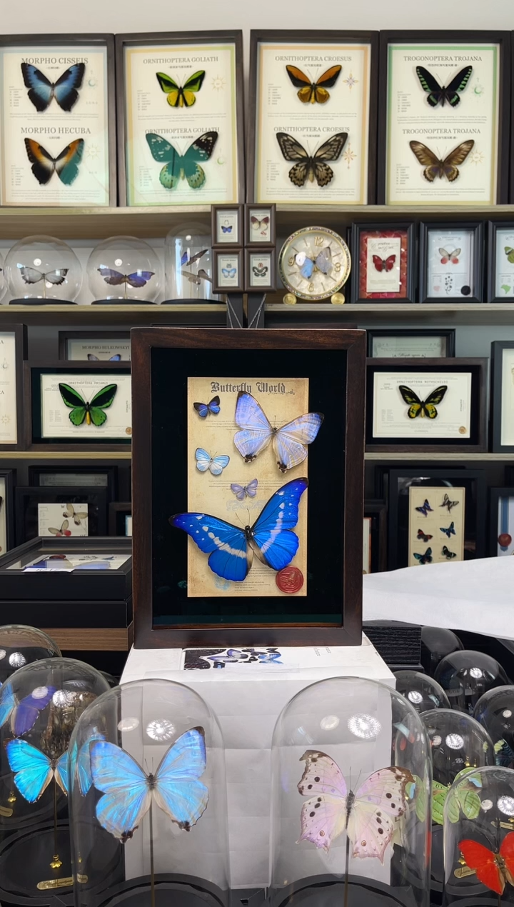 夜明珠+光明女神+妩灰蝶+雅灰蝶+优雅灰蝶-A4香樟木框