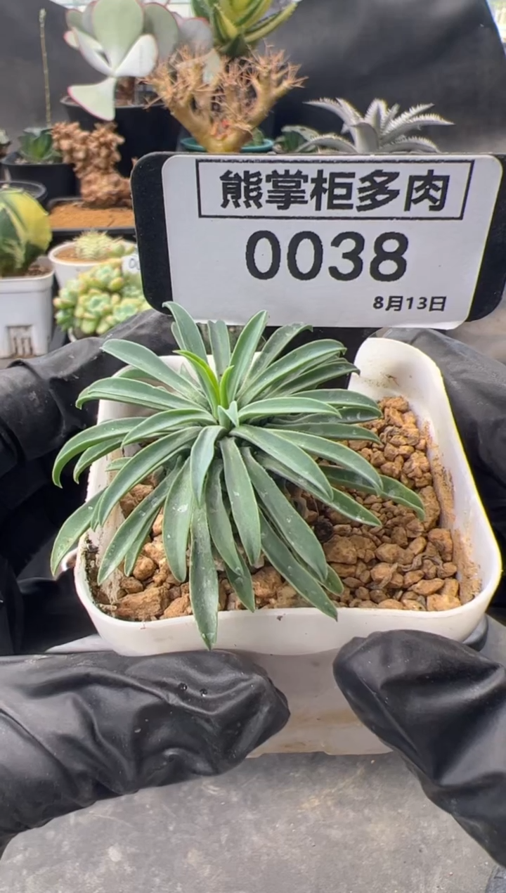 ?0813-038-铁甲麒麟带盆土