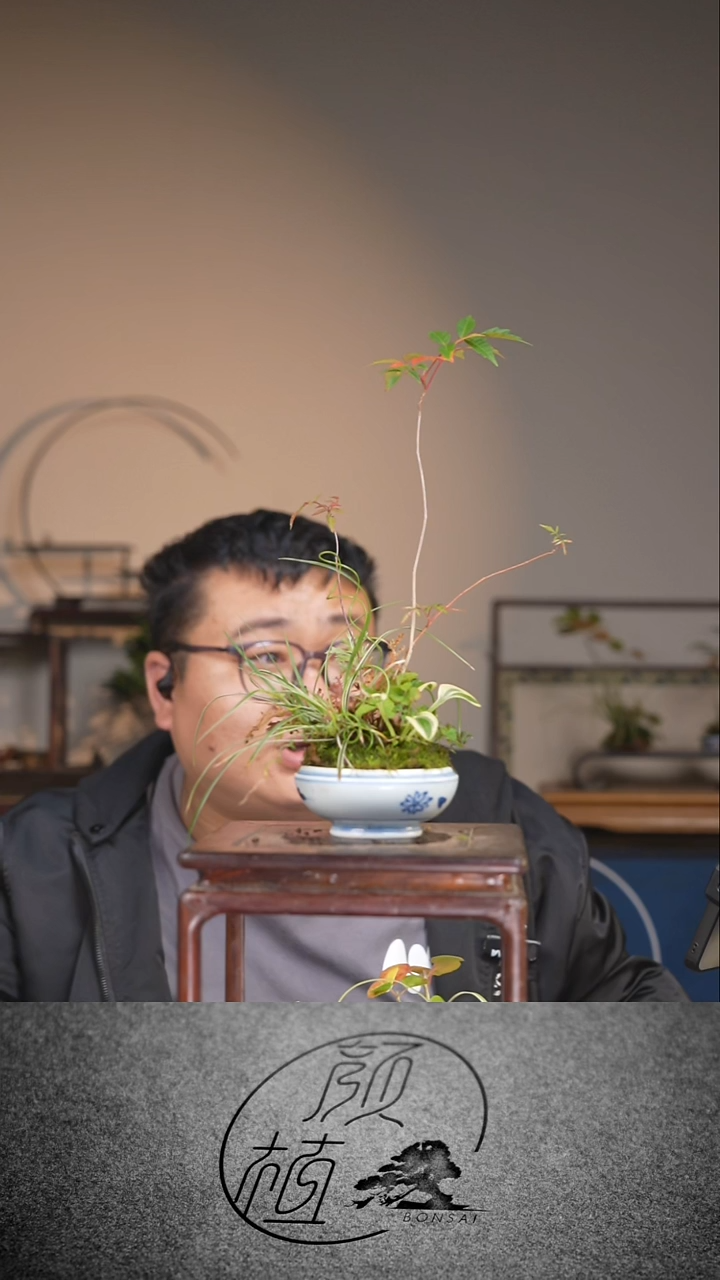 无花朵草本植物  草本植物