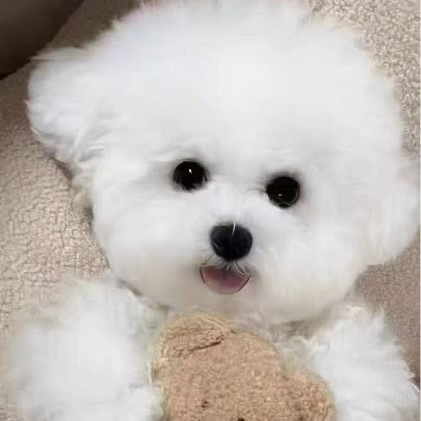 小型犬宠物韩系比熊