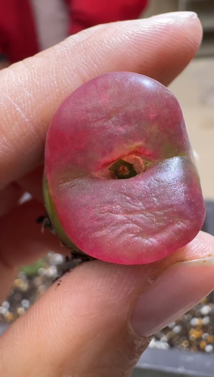 【闪购商品】15-302