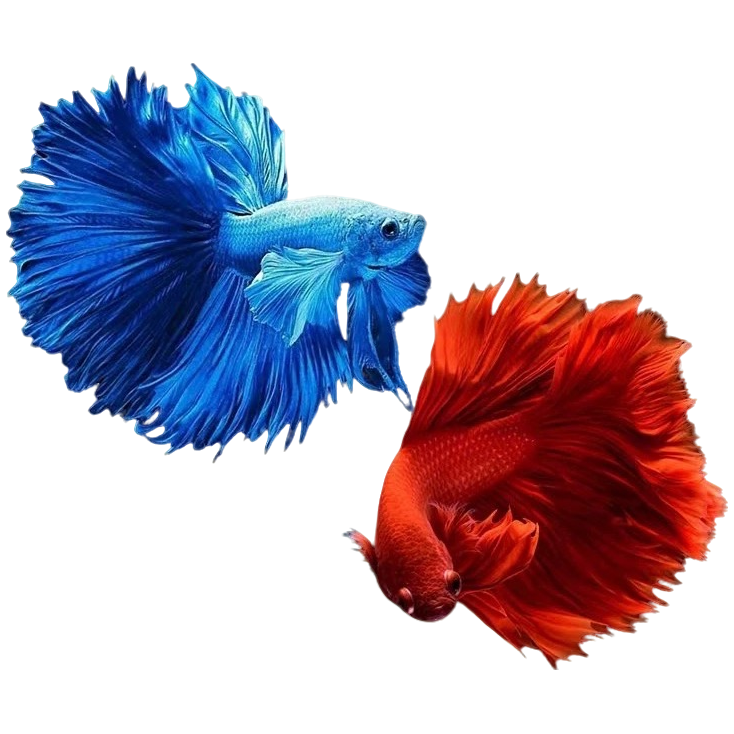 随机一条随机一条