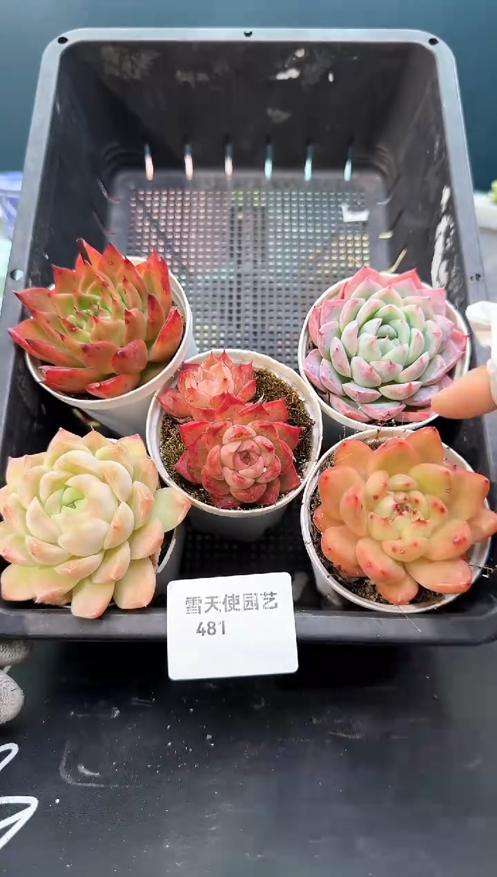 4  81   多肉5 颗 