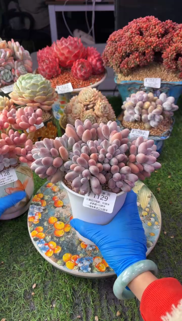昆明印象多肉1129