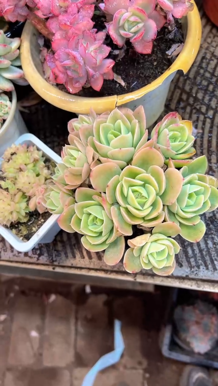 妖*多肉植物一物一拍13412