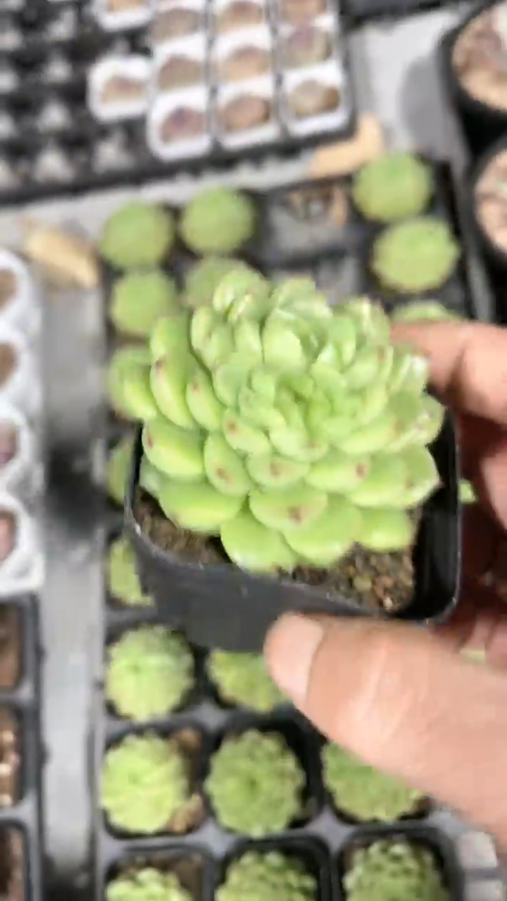 【闪购商品】65盆梦麦多肉