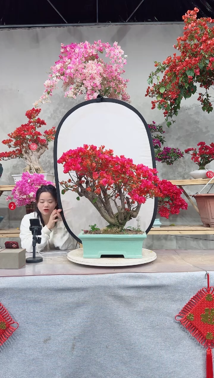 【闪购商品】盆景同安红
