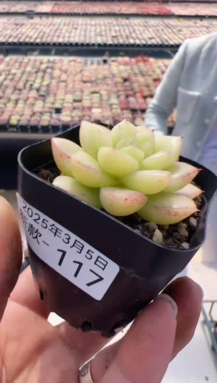 【闪购商品】新款多肉-117