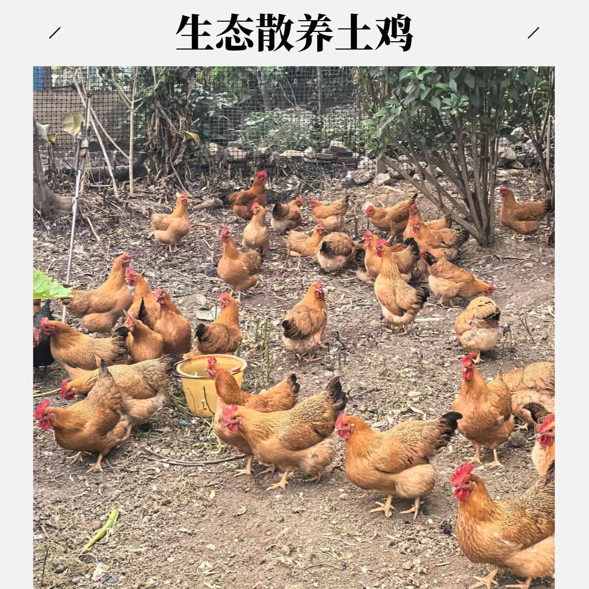 柳州散养土鸡养足240天鸡肉同城配