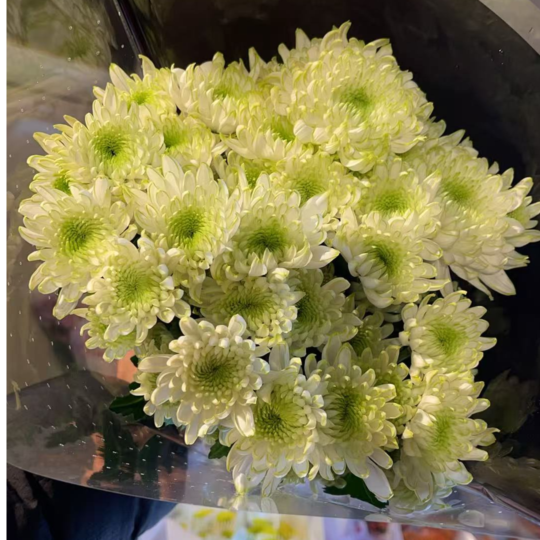 多头绿焰  小雏菊全店任意4单一个运费