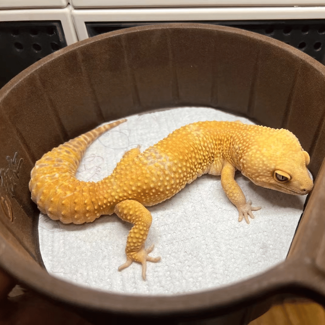 新手入门可爱易养活的豹纹守宫蜥蜴活体爬宠