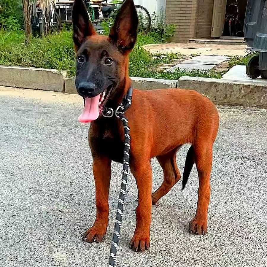 （正选马犬 ）T狗狗活体