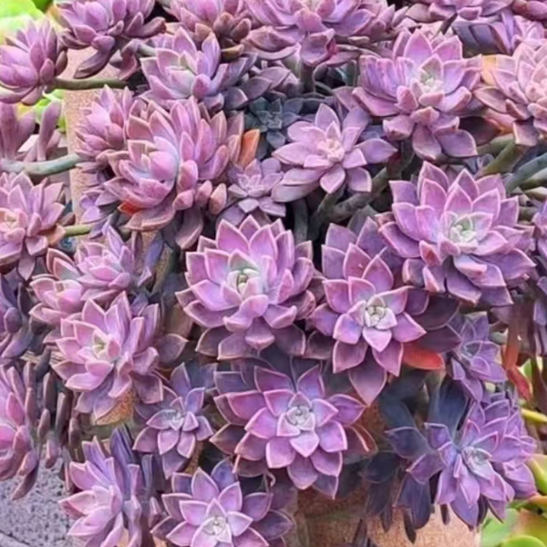 阿伦培满满一箱 瑕疵断枝断头不售后 绿植园艺种植多肉办公室