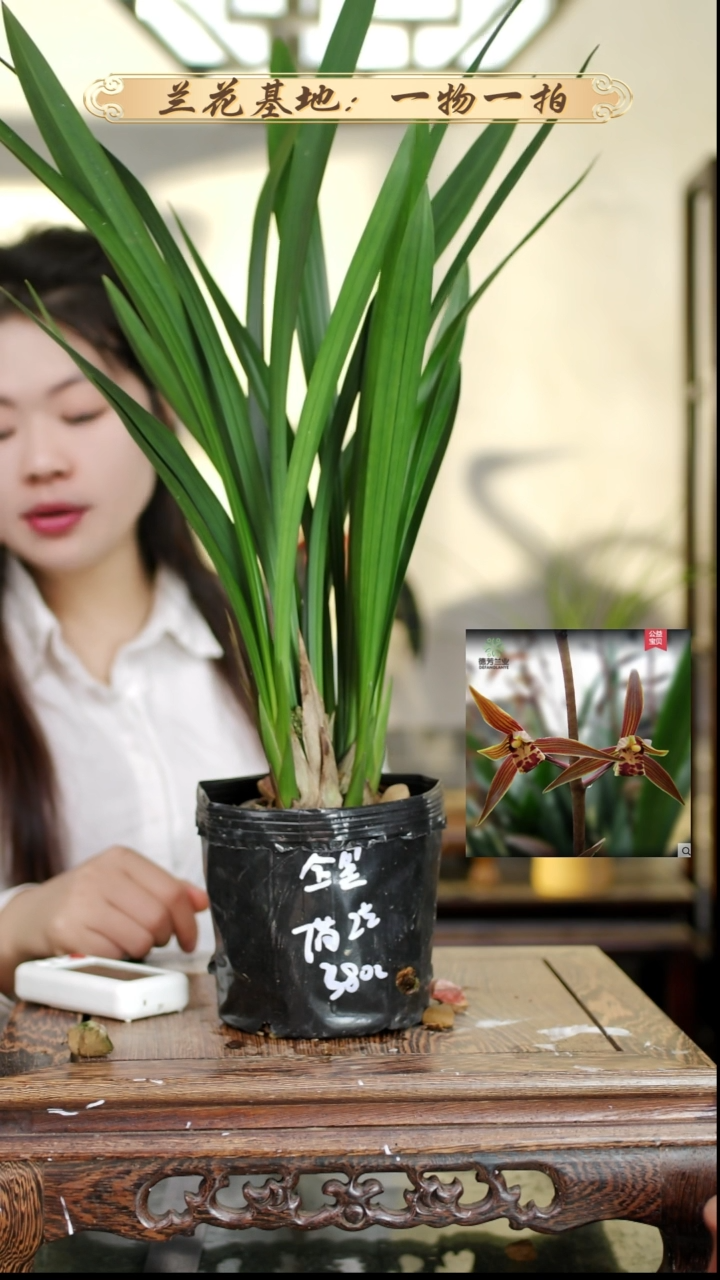 完全开放星光大道5苗4花苞