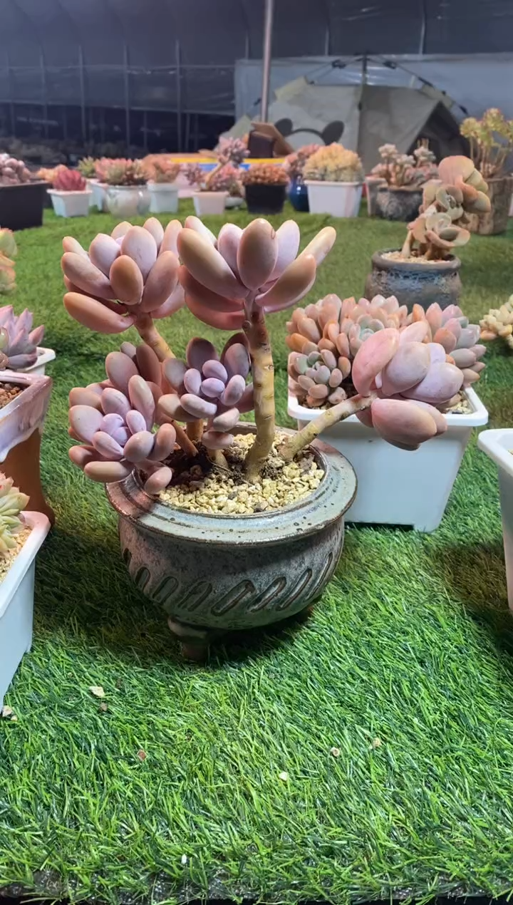 【闪购商品】0730a