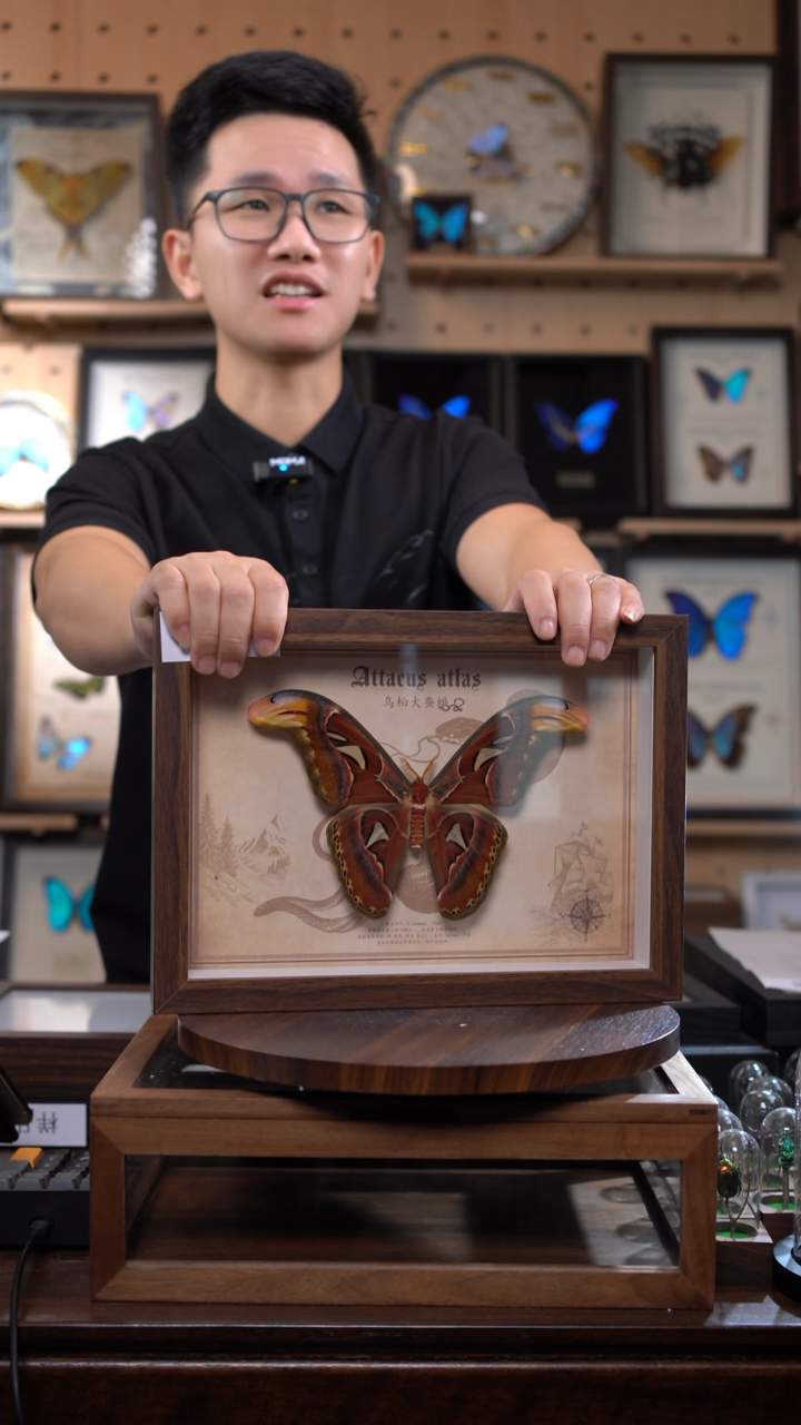 乌桕大蚕蛾标本A4框c161