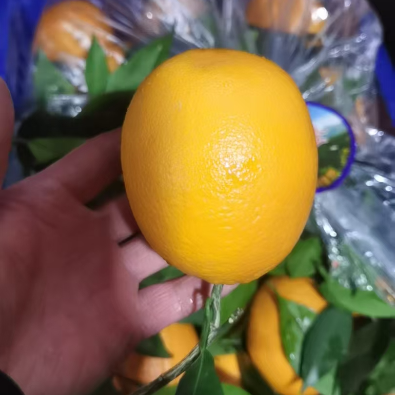 不打腊阳光鲜橙100号（净重5斤） 19.99元