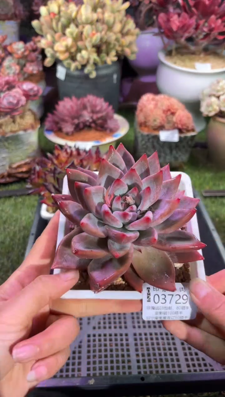 【闪购商品】03729