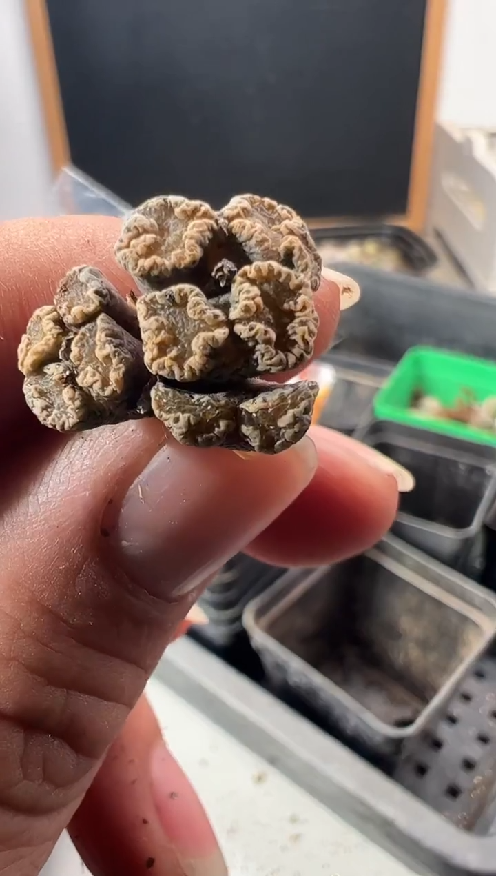 一物一拍         671