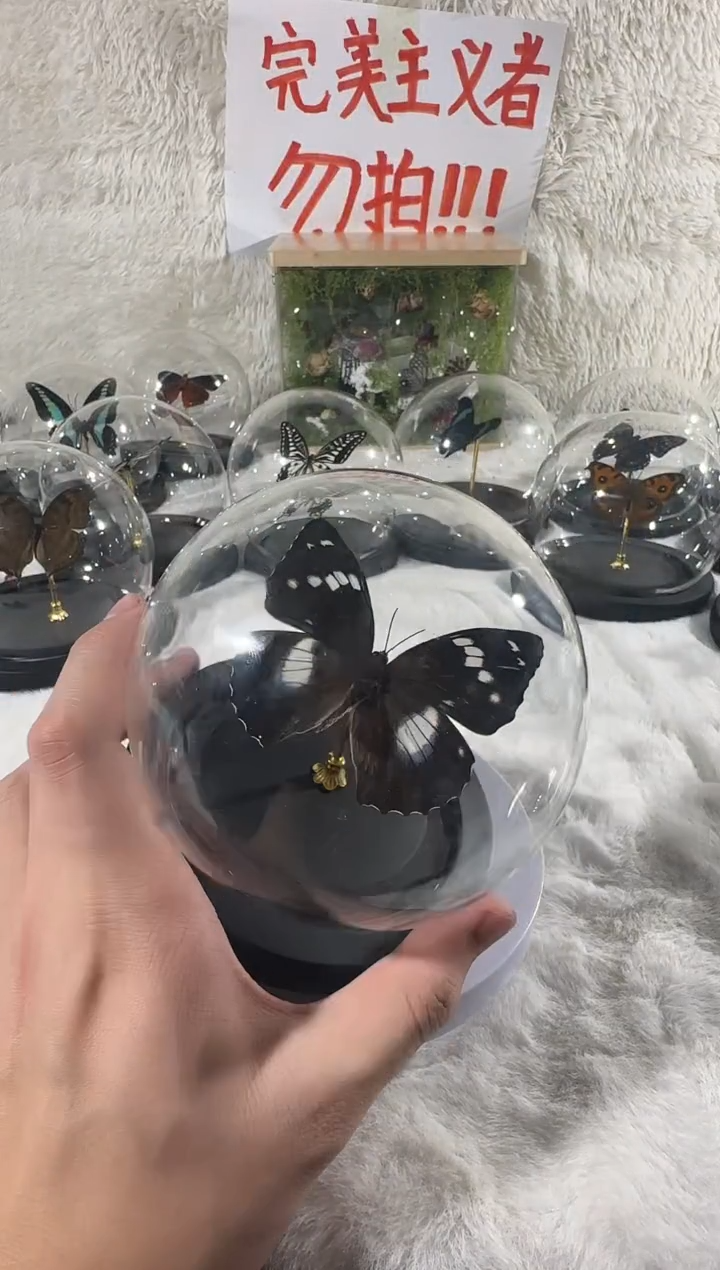 白斑迷蛱蝶水晶球    