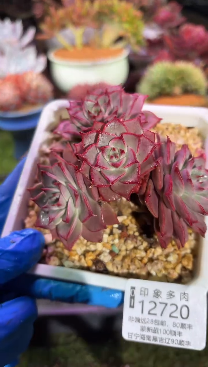 【闪购商品】12720