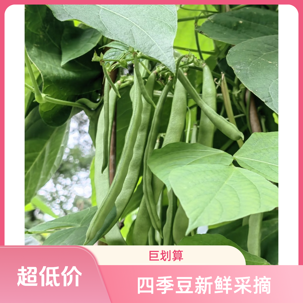 【四季豆单品】四季豆二斤农家绿色当季露天清炒健康蔬菜次日八卦洲
