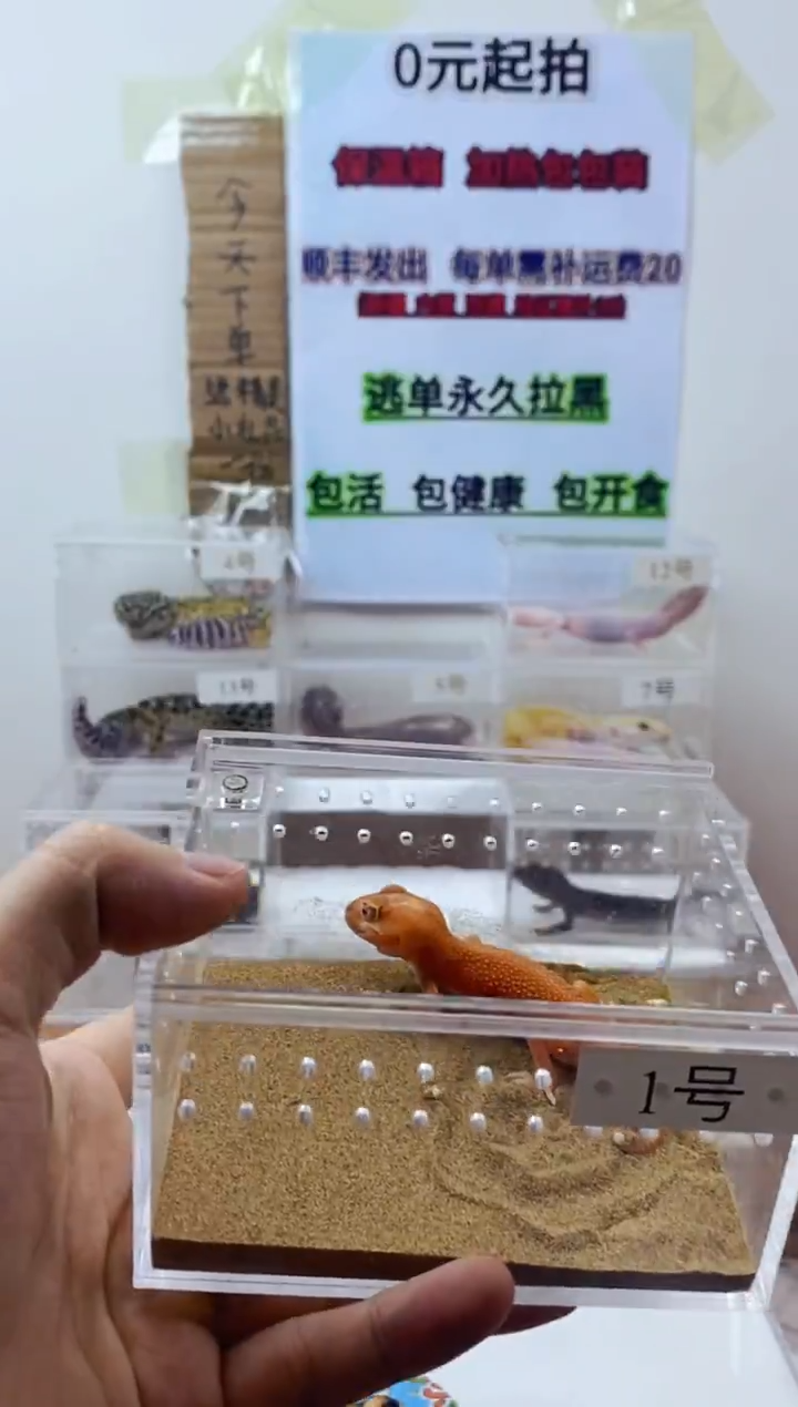 豹纹守宫豹纹守宫可爱幼苗亚成体成体肥尾